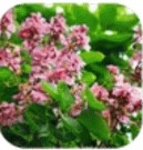 Banaba Leaf