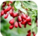 Berberine HCL