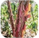 Cinnamon Bark